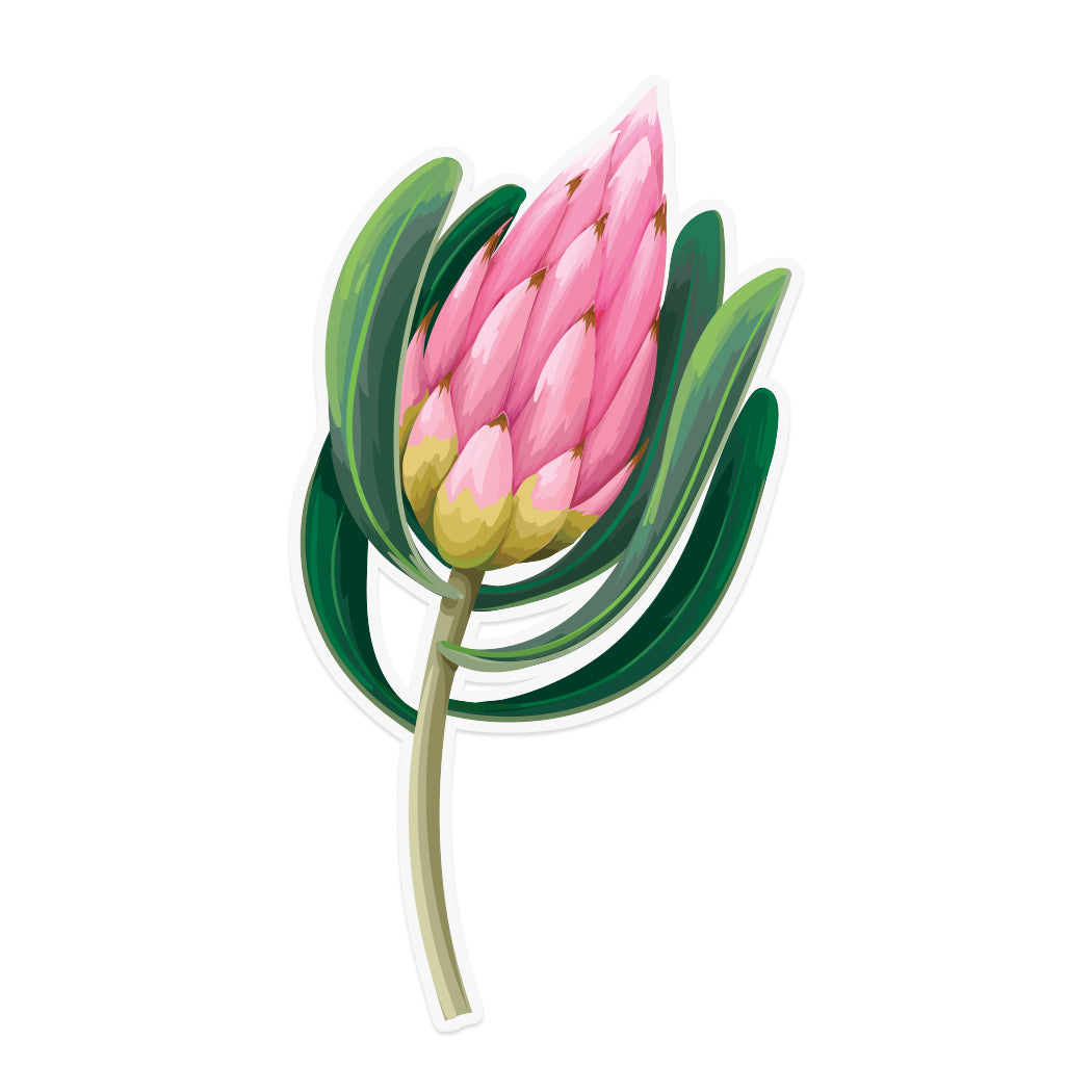 Pink Protea Sticker