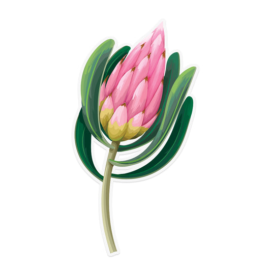 Pink Protea Sticker